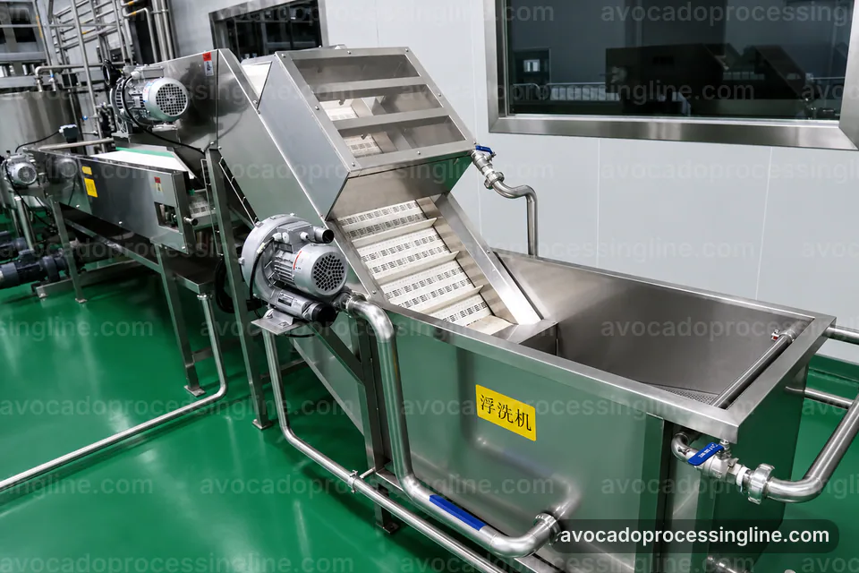 industrial avocado processing line, feed and output handling: avocado destoner and peeler operating stage